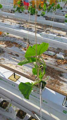 GBB Gartenbau Bralitz GmbH