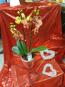 Blumen am Langen Grund