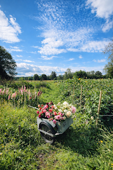 Event-Blumenfeld von Flowerfarm.de