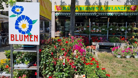 Hansa Blumen & Pflanzen