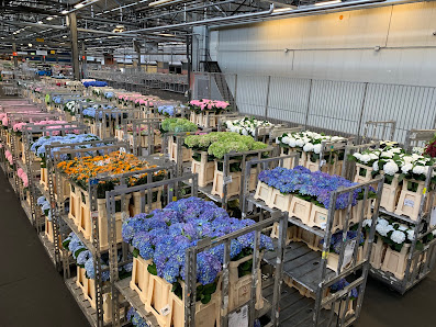 Akkus Blumen & Pflanzen (Michendorf)