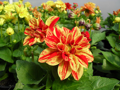 Gartenbau Leschnik