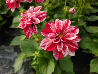 Gartenbau Leschnik