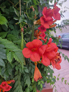 Blumenhaus Claudius
