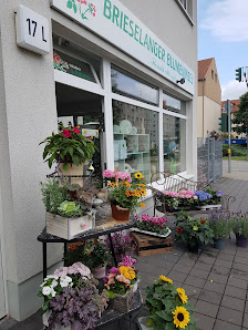 Blumeninsel Brieselang