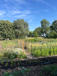 Kraut und Blüte - Blumen