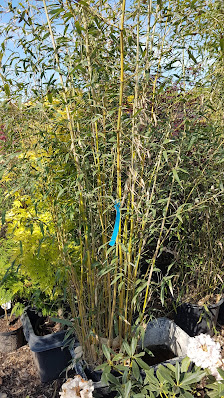Robert's Pflanzenwelt