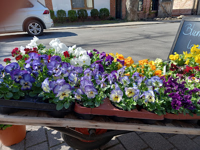 Blumen Gallus