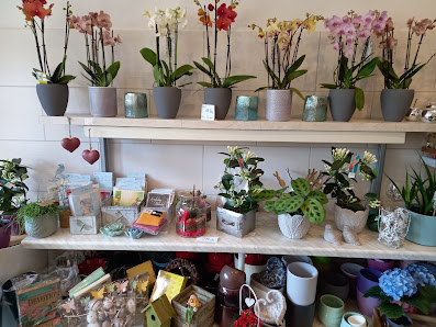 Blumen Gallus