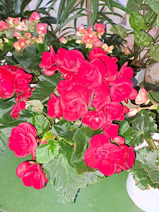 Blumen Funke