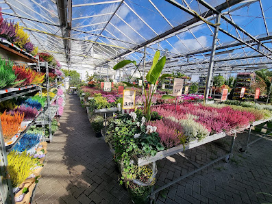 Kitzinger Blumen und Pflanzen