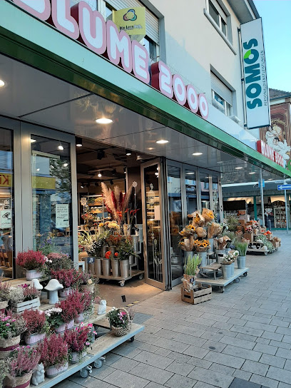 BLUME2000 Hanau