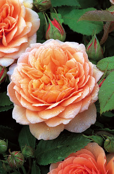 Rosen-Schleicher
