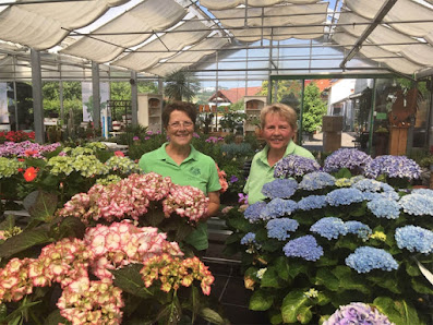 Blumen Hahn