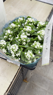 Aktuelles Blumen und Pflanzen Center Neuhann, Florist