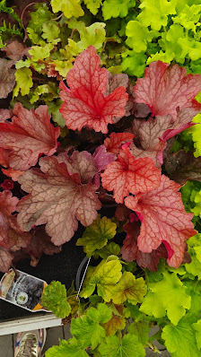 Blumen Risse Blumenmarkt Petersberg