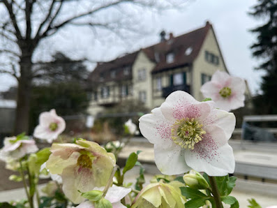 Parkgärtnerei Darmstadt | Stefan Dietrich
