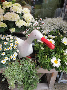 Blumen Lang