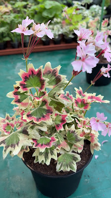 Ralf Paul Pelargonien (Para's)
