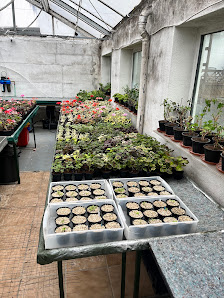 Ralf Paul Pelargonien (Para's)
