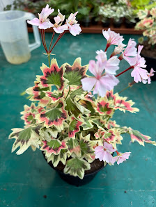 Ralf Paul Pelargonien (Para's)