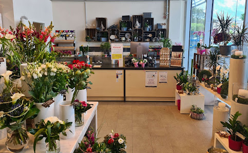 Blumen Edelweiß Marburg Wehrda