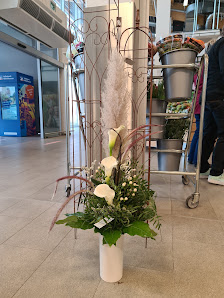 Blumen Edelweiß Marburg Wehrda