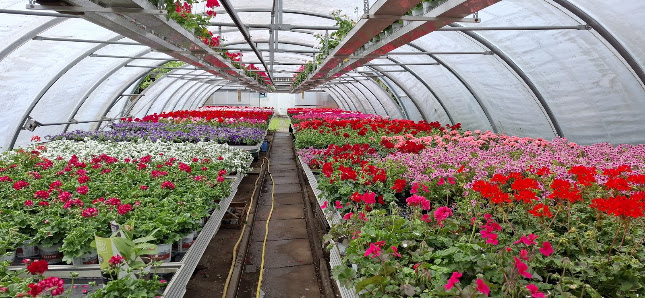 Blumenhaus Pfeiffer GbR