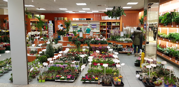 Oranje Blumen