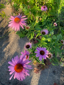 Dörfler's Gartengestaltung