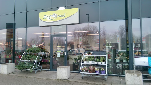 Blumen Edelweiß Bad Hersfeld