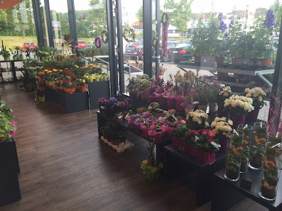 Blumen Edelweiß Bad Hersfeld