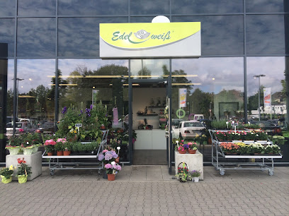 Blumen Edelweiß Bad Hersfeld
