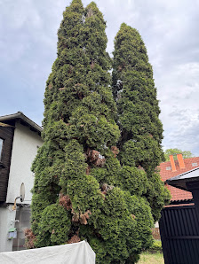 Dienstleistung für Gartenpflege Bensheim