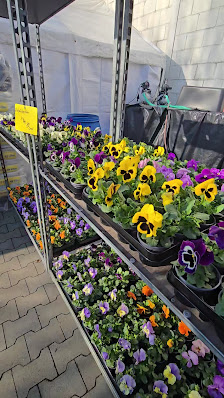 Blumen Habel vom Sonnenhof