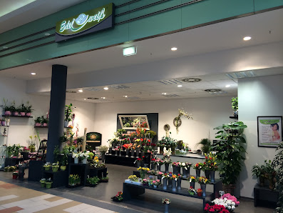 Blumen Edelweiß Baunatal Ratio
