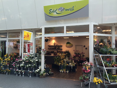 Blumen Edelweiß Vellmar