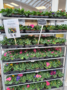 Blumen Edelweiß Vellmar
