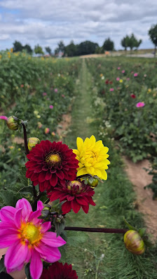 Blumenfeld Vellmar Blumen zum Selbstpflücken Landblumen Steinmetz