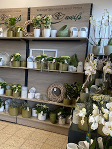 Blumen Edelweiß Lauterbach