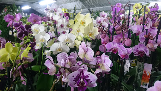 Kuhlmann GbR Blumenhaus