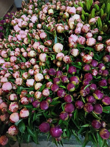 Rosen Paduch Rosbach vor der Höhe