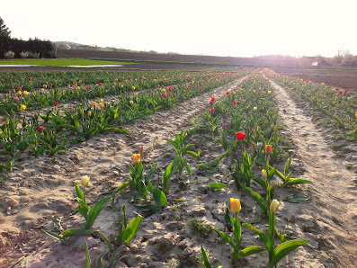 Blumen selbst schneiden