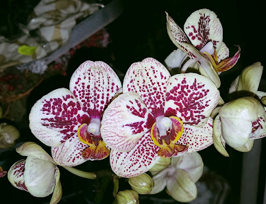 Floristik Lädchen Rosenrot