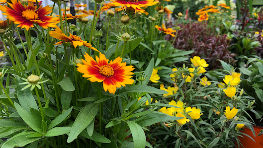 Gartencenter Mertz