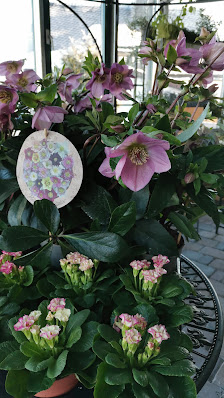 Chamäleon Blumen und mehr