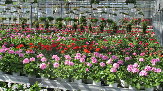 Blumenhaus und Gärtnerei Janowsky