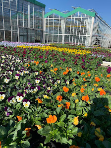 Blumenhaus und Gärtnerei Janowsky