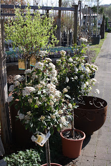 Baumschule Augenweide Obst- & Gartencenter