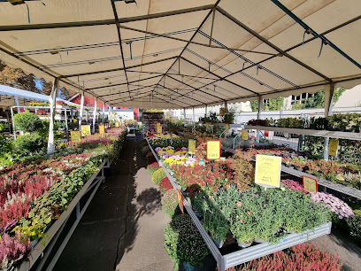 Kitzinger Blumen und Pflanzen